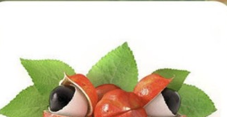 غوارانا - Guarana